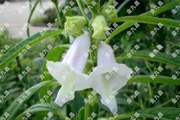 湖北金九昌種業有限公司